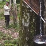 Gambar saat ini: Penderes Karet