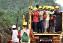 Buruh Perkebunan Sawit